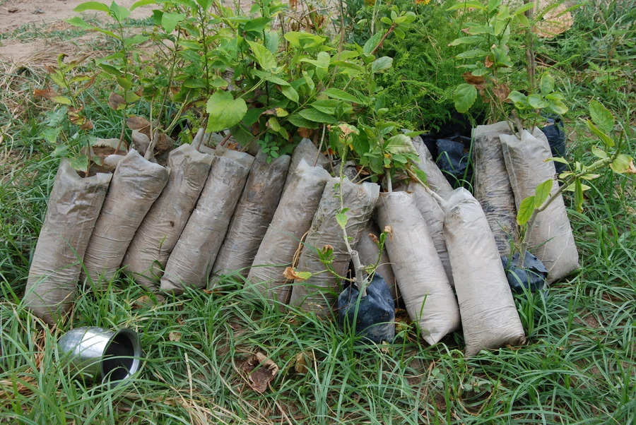custard apple saplings waiting for a rainy  day  so they can be planted